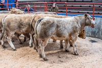 Sucker Calves-46